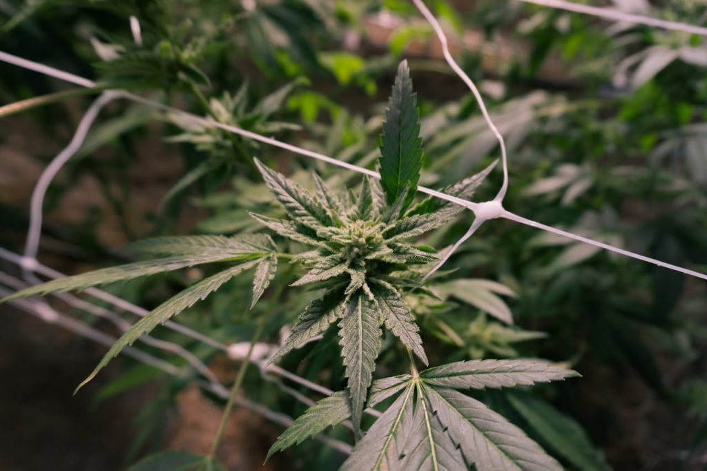 Detailed view of a cannabis plant flowering in an indoor greenhouse.