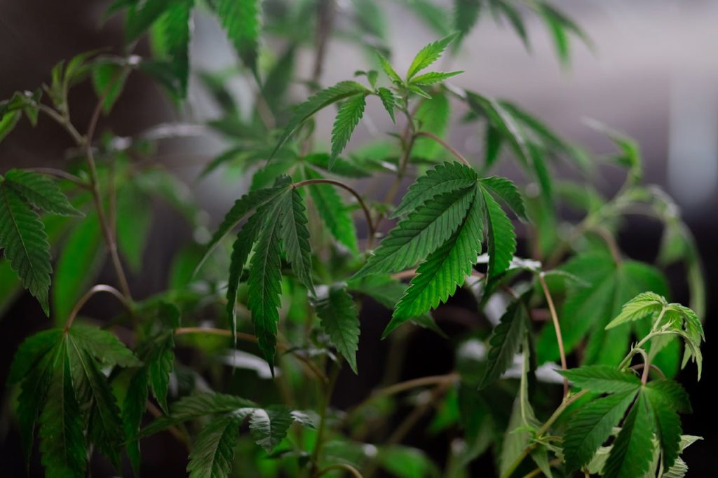 Close-up of vibrant cannabis leaves in soft focus, emphasizing natural growth and lush greenery.