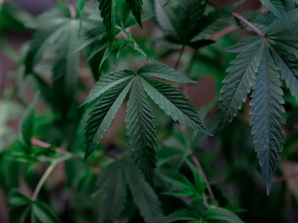 Detailed view of fresh cannabis leaves showcasing their vibrant green color and healthy growth.