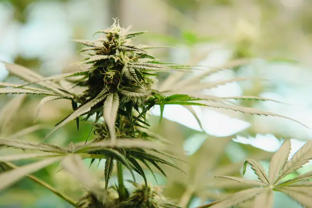 AKDI CANNA GROUP growing-cannabis-indica-marijuana-leaves-hemp-cbd