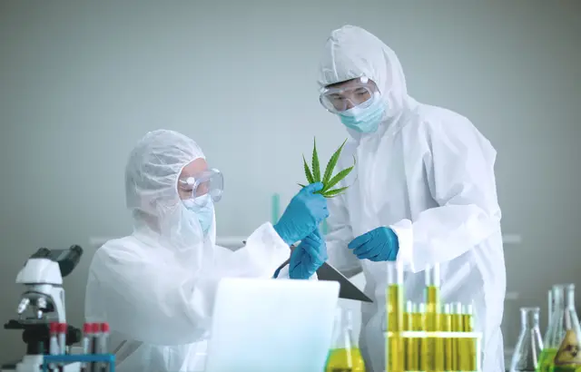 akdi group_researching-marijuana-or-cannabis