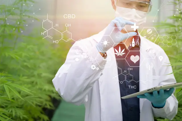 Akdi group Cannabis Morocco
